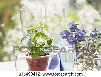 Stock Photo - small plant in 
pot and purple 
flower in glass, 
 close up. fotosearch 
- search stock 
photos, pictures, 
images, and photo 
clipart