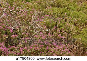 Stock Photography - coastal landscape 
- south africa. 
fotosearch - search 
stock photos, 
pictures, images, 
and photo clipart