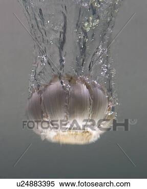 Stock Image - garlic clove falls 
through water. 
fotosearch - search 
stock photos, 
pictures, images, 
and photo clipart