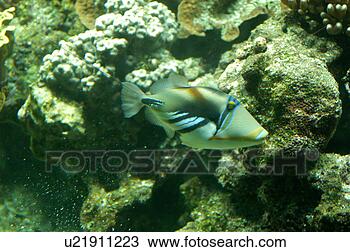 Stock Photo - picasso triggerfish 
at musee oceanographique. 
fotosearch - search 
stock photos, 
pictures, images, 
and photo clipart