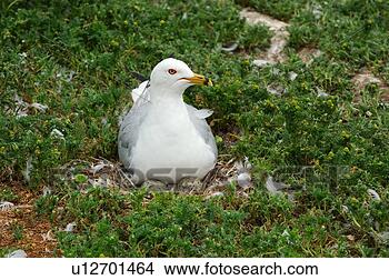 Stock Photo - ring billed gull 
mother bird on 
nest with eggs. 
fotosearch - search 
stock photos, 
pictures, images, 
and photo clipart