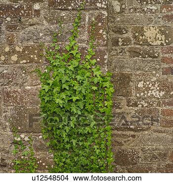 Stock Photo - rural ireland 
- ivy growing 
on wall. fotosearch 
- search stock 
photos, pictures, 
images, and photo 
clipart