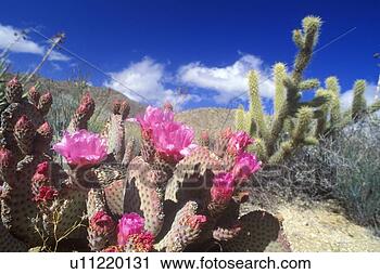 Stock Photography - englemann hedgehog 
cactus in bloom. 
fotosearch - search 
stock photos, 
pictures, images, 
and photo clipart