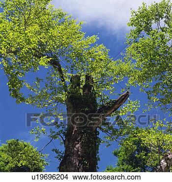 Stock Photo - a huge tree and 
its leaves,  under 
a blue sky,  low 
angle view. fotosearch 
- search stock 
photos, pictures, 
images, and photo 
clipart