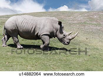 Stock Photo - a rare white rhino 
walking across 
a hill. fotosearch 
- search stock 
photos, pictures, 
images, and photo 
clipart
