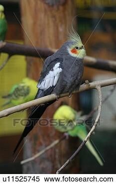 Stock Image - cockatiel portrait 
with budgies in 
background. fotosearch 
- search stock 
photos, pictures, 
images, and photo 
clipart