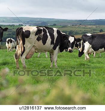 Picture - ireland - livestock. 
fotosearch - search 
stock photos, 
pictures, images, 
and photo clipart