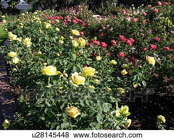 Stock Photo - roses in a rose 
garden. fotosearch 
- search stock 
photos, pictures, 
images, and photo 
clipart