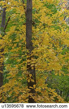 Stock Photo - fall foliage. 
fotosearch - search 
stock photos, 
pictures, images, 
and photo clipart