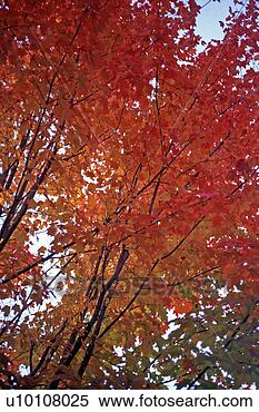 Stock Image - red autumn leaves. 
fotosearch - search 
stock photos, 
pictures, images, 
and photo clipart