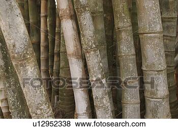Stock Photo - background, bamboo, 
botany. fotosearch 
- search stock 
photos, pictures, 
images, and photo 
clipart