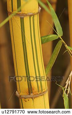 Stock Photography - bamboo, bamboo 
plant, agriculture. 
fotosearch - search 
stock photos, 
pictures, images, 
and photo clipart