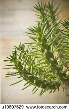 Stock Photograph - barbed, briary, 
cacti, cactus, 
close-up. fotosearch 
- search stock 
photos, pictures, 
images, and photo 
clipart
