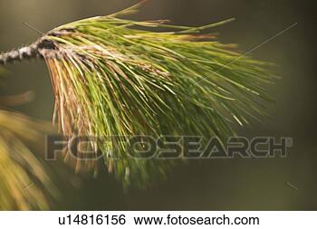 Stock Photo - blur, blurry, 
calm. fotosearch 
- search stock 
photos, pictures, 
images, and photo 
clipart