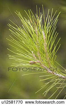 Stock Photography - branch, close-up, 
day, evergreen 
tree, green. fotosearch 
- search stock 
photos, pictures, 
images, and photo 
clipart