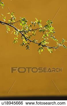 Stock Photo - branches, close-up, 
flora, foliage. 
fotosearch - search 
stock photos, 
pictures, images, 
and photo clipart