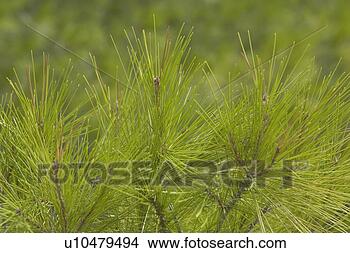 Stock Photo - close-up, day, 
focus on foreground, 
green. fotosearch 
- search stock 
photos, pictures, 
images, and photo 
clipart