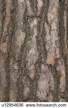 Stock Photo - cracks, old, cracked, 
tree, tree bark, 
bark. fotosearch 
- search stock 
photos, pictures, 
images, and photo 
clipart