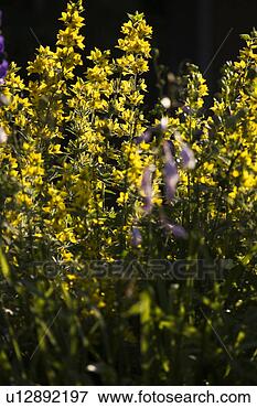 Picture - blooms, blossoms, 
close-up, day, 
flora. fotosearch 
- search stock 
photos, pictures, 
images, and photo 
clipart