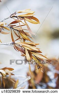 Stock Photograph - blurred, branch, 
calm, close-up, 
grow. fotosearch 
- search stock 
photos, pictures, 
images, and photo 
clipart