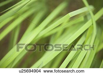 Stock Photo - botany, close-up, 
design, detail, 
environment. fotosearch 
- search stock 
photos, pictures, 
images, and photo 
clipart