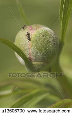 Stock Photography - bud, budding, 
calm. fotosearch 
- search stock 
photos, pictures, 
images, and photo 
clipart