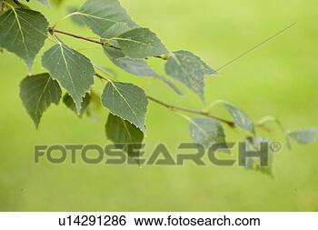 Stock Photo - calm, close-up, 
day, flora, foliage. 
fotosearch - search 
stock photos, 
pictures, images, 
and photo clipart