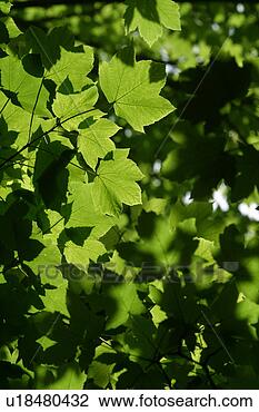 Stock Photo - calm, close-up, 
day, flora, foliage. 
fotosearch - search 
stock photos, 
pictures, images, 
and photo clipart