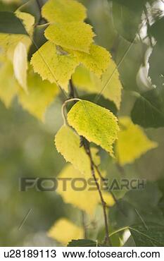 Stock Photo - calm, close-up, 
day, flora, foliage. 
fotosearch - search 
stock photos, 
pictures, images, 
and photo clipart