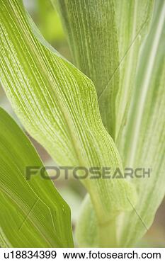 Stock Photograph - calm, close-up. 
fotosearch - search 
stock photos, 
pictures, images, 
and photo clipart