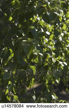 Stock Photo - calm, habitat. 
fotosearch - search 
stock photos, 
pictures, images, 
and photo clipart