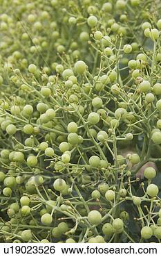Stock Photo - close-up, cultivated, 
day, dense. fotosearch 
- search stock 
photos, pictures, 
images, and photo 
clipart