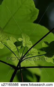 Stock Photo - close-up, outdoors, 
calm. fotosearch 
- search stock 
photos, pictures, 
images, and photo 
clipart