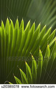 Stock Photo - close-up, pointed. 
fotosearch - search 
stock photos, 
pictures, images, 
and photo clipart