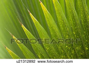 Stock Photo - day, detail, edging, 
flora, green. 
fotosearch - search 
stock photos, 
pictures, images, 
and photo clipart
