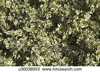 Stock Photo - day, outdoors. 
fotosearch - search 
stock photos, 
pictures, images, 
and photo clipart