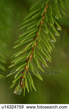 Stock Photograph - drop, droplet, 
moisture, water, 
vegetation, wild. 
fotosearch - search 
stock photos, 
pictures, images, 
and photo clipart