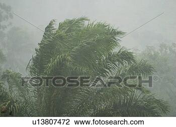 Stock Photo - field, flora, 
grow, growth, 
life, plant. fotosearch 
- search stock 
photos, pictures, 
images, and photo 
clipart