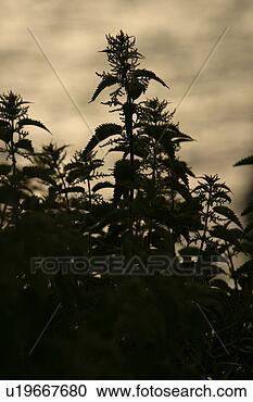 Stock Photography - natural, climate, 
season, scenic, 
calm, serene. 
fotosearch - search 
stock photos, 
pictures, images, 
and photo clipart