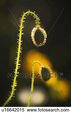 Stock Image - plant, growth, 
close-up. fotosearch 
- search stock 
photos, pictures, 
images, and photo 
clipart