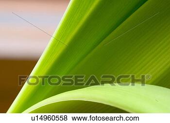 Stock Photo - plant, leaves, 
leaf, leafage, 
life, grow. fotosearch 
- search stock 
photos, pictures, 
images, and photo 
clipart