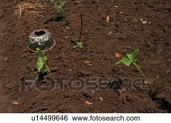 Stock Photo - plant, plant life, 
flora, growth, 
green, environment. 
fotosearch - search 
stock photos, 
pictures, images, 
and photo clipart