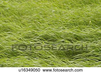 Stock Photography - plant, plant life, 
flora, growth, 
green, environment. 
fotosearch - search 
stock photos, 
pictures, images, 
and photo clipart