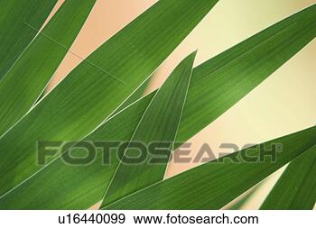 Stock Photograph - plant, plant life, 
flora, growth, 
green, environment. 
fotosearch - search 
stock photos, 
pictures, images, 
and photo clipart