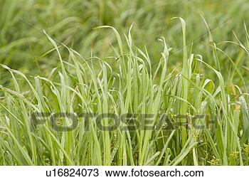 Stock Photo - plant, plant life, 
flora, growth, 
green, environment. 
fotosearch - search 
stock photos, 
pictures, images, 
and photo clipart