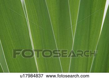 Picture - plant, plant life, 
flora, growth, 
green, environment. 
fotosearch - search 
stock photos, 
pictures, images, 
and photo clipart