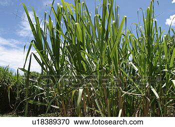 Stock Photography - plant, plant life, 
flora, growth, 
green, environment. 
fotosearch - search 
stock photos, 
pictures, images, 
and photo clipart