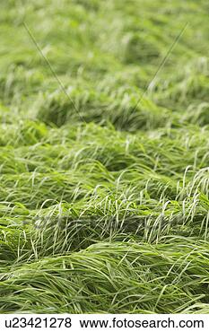 Stock Photo - plant, plant life, 
flora, growth, 
green, environment. 
fotosearch - search 
stock photos, 
pictures, images, 
and photo clipart