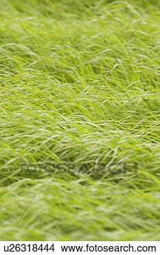 Stock Photo - plant, plant life, 
flora, growth, 
green, environment. 
fotosearch - search 
stock photos, 
pictures, images, 
and photo clipart