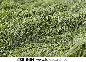 Stock Photo - plant, plant life, 
flora, growth, 
green, environment. 
fotosearch - search 
stock photos, 
pictures, images, 
and photo clipart